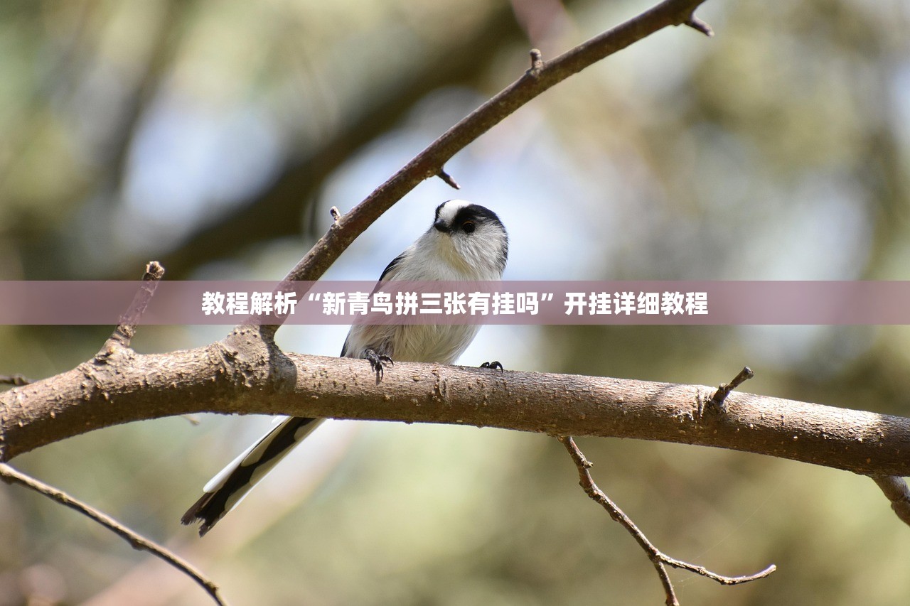 教程解析“新青鸟拼三张有挂吗”开挂详细教程