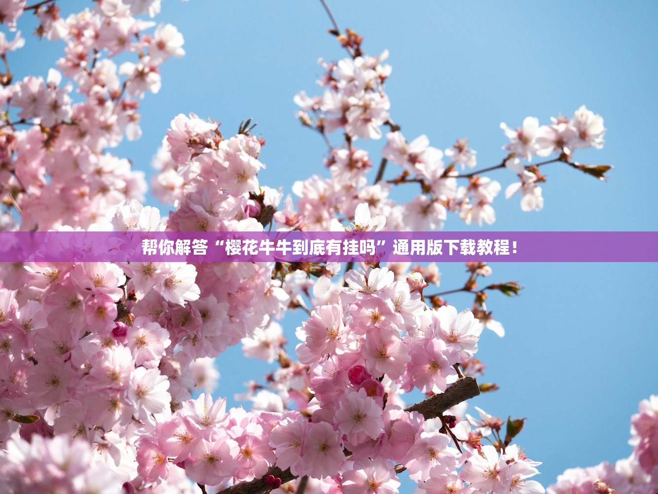 帮你解答“樱花牛牛到底有挂吗”通用版下载教程！