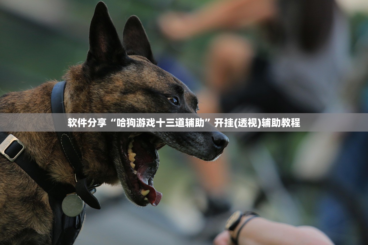软件分享“哈狗游戏十三道辅助”开挂(透视)辅助教程