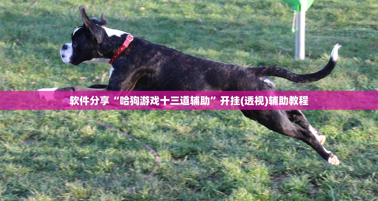 软件分享“哈狗游戏十三道辅助”开挂(透视)辅助教程