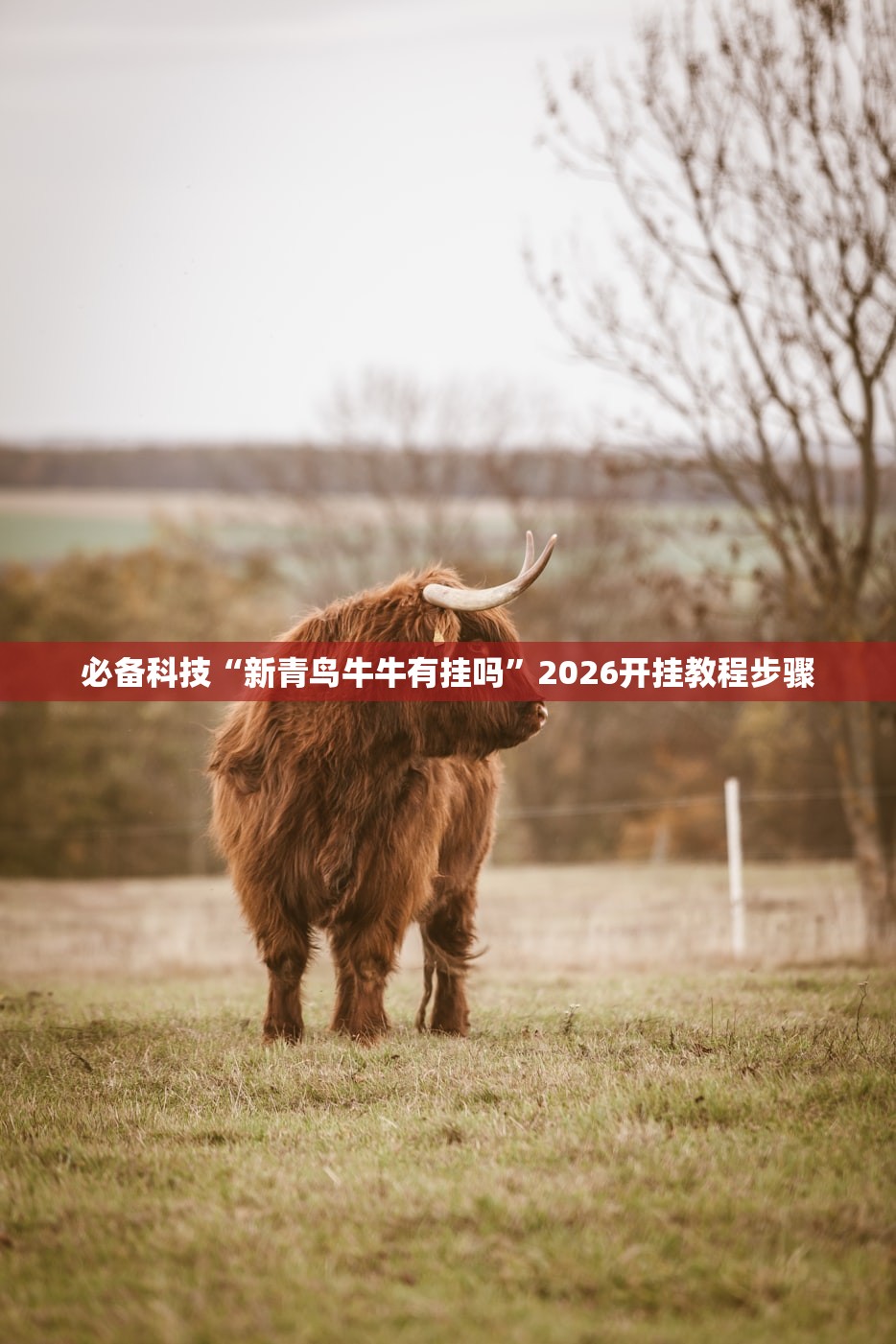 必备科技“新青鸟牛牛有挂吗”2026开挂教程步骤