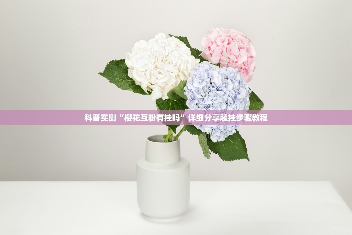 科普实测“樱花互粉有挂吗”详细分享装挂步骤教程