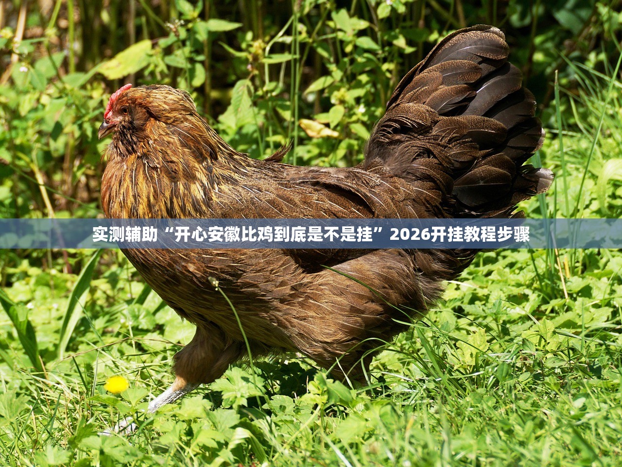 实测辅助“开心安徽比鸡到底是不是挂”2026开挂教程步骤