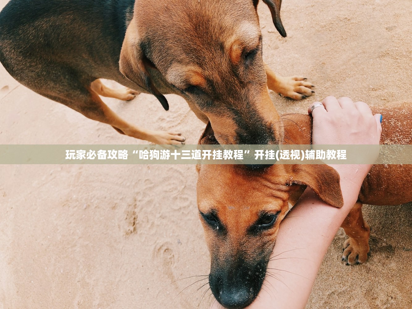 玩家必备攻略“哈狗游十三道开挂教程”开挂(透视)辅助教程