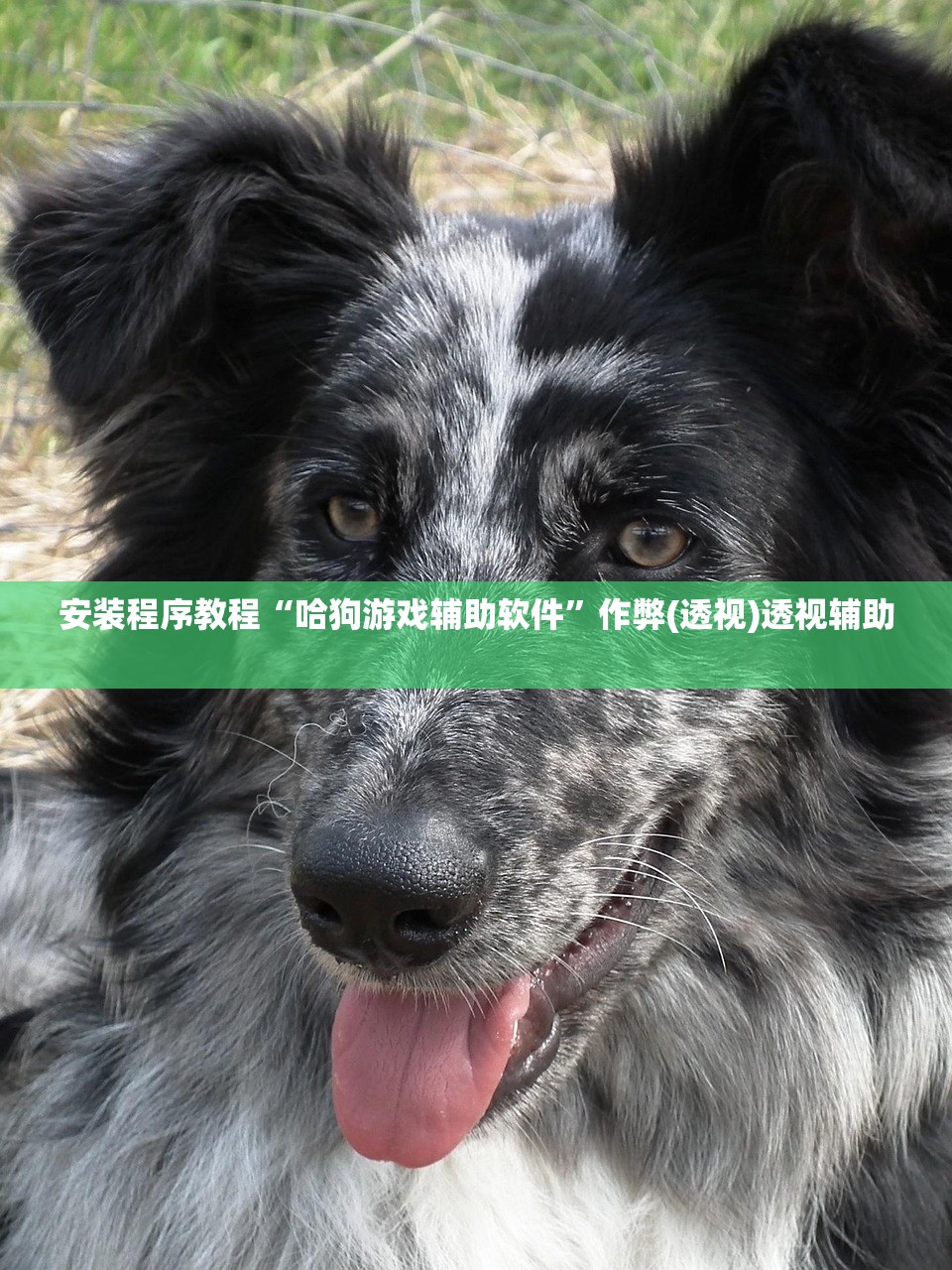 必备科技“麦穗金花透视神器下载”详细分享装挂步骤教程