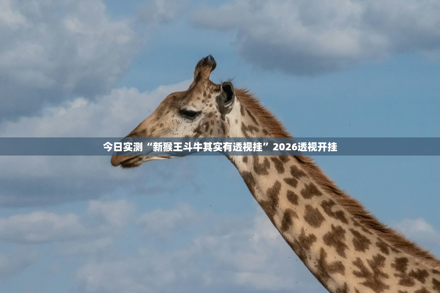 今日实测“新猴王斗牛其实有透视挂”2026透视开挂