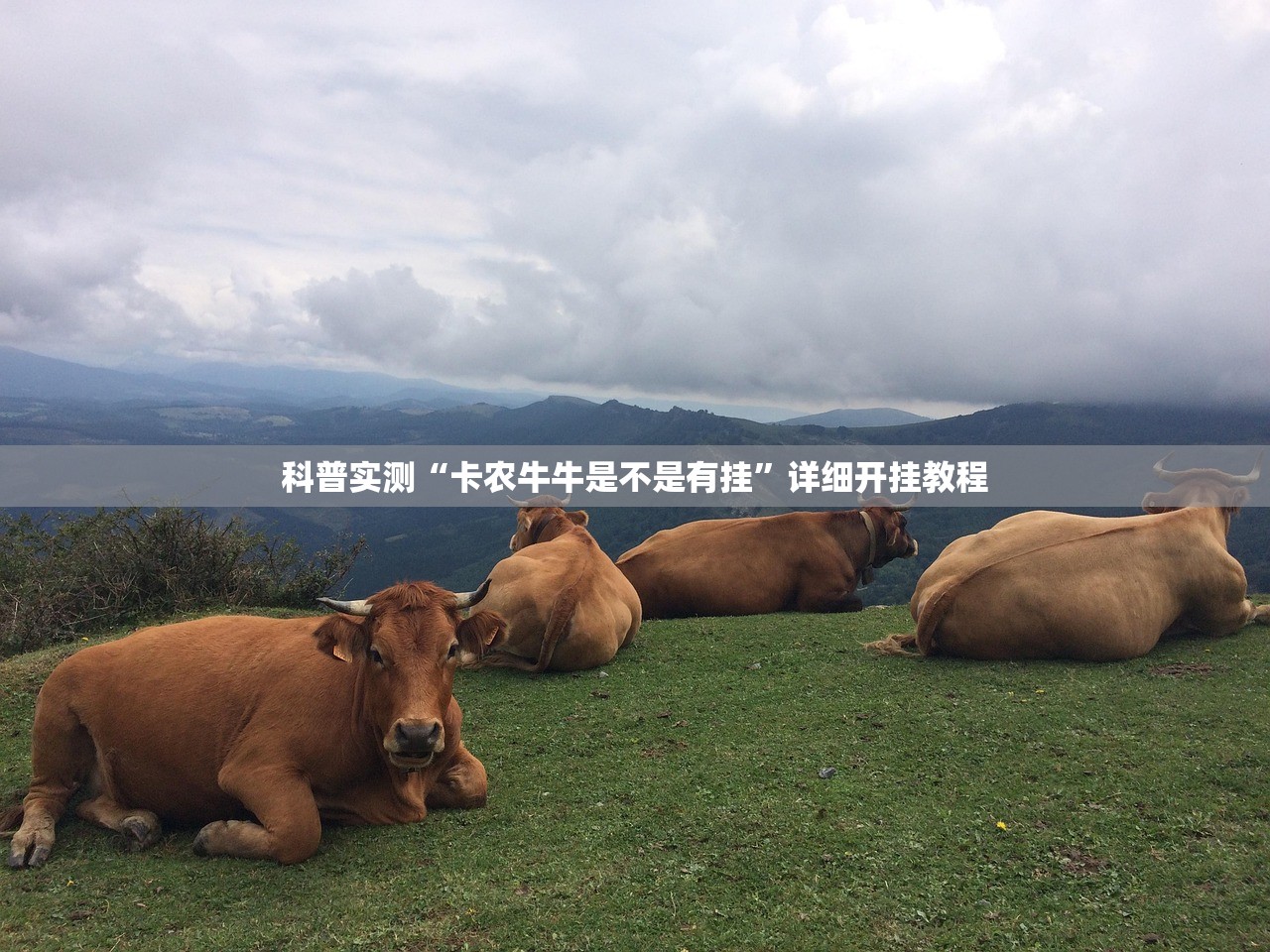 科普实测“卡农牛牛是不是有挂”详细开挂教程