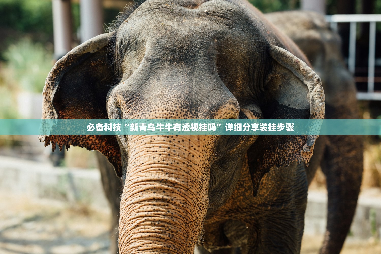 必备科技“新青鸟牛牛有透视挂吗”详细分享装挂步骤