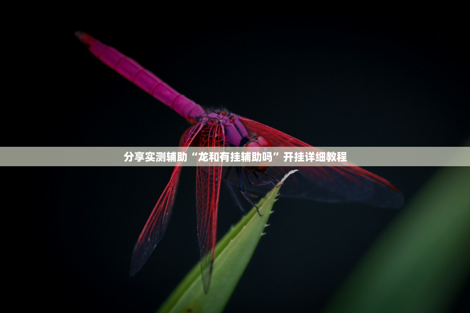 分享实测辅助“龙和有挂辅助吗”开挂详细教程