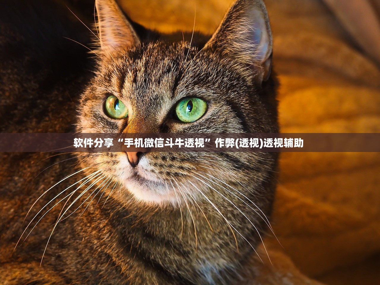 实操教程“小二互娱到底有挂吗”辅助器 – 实时智能回复