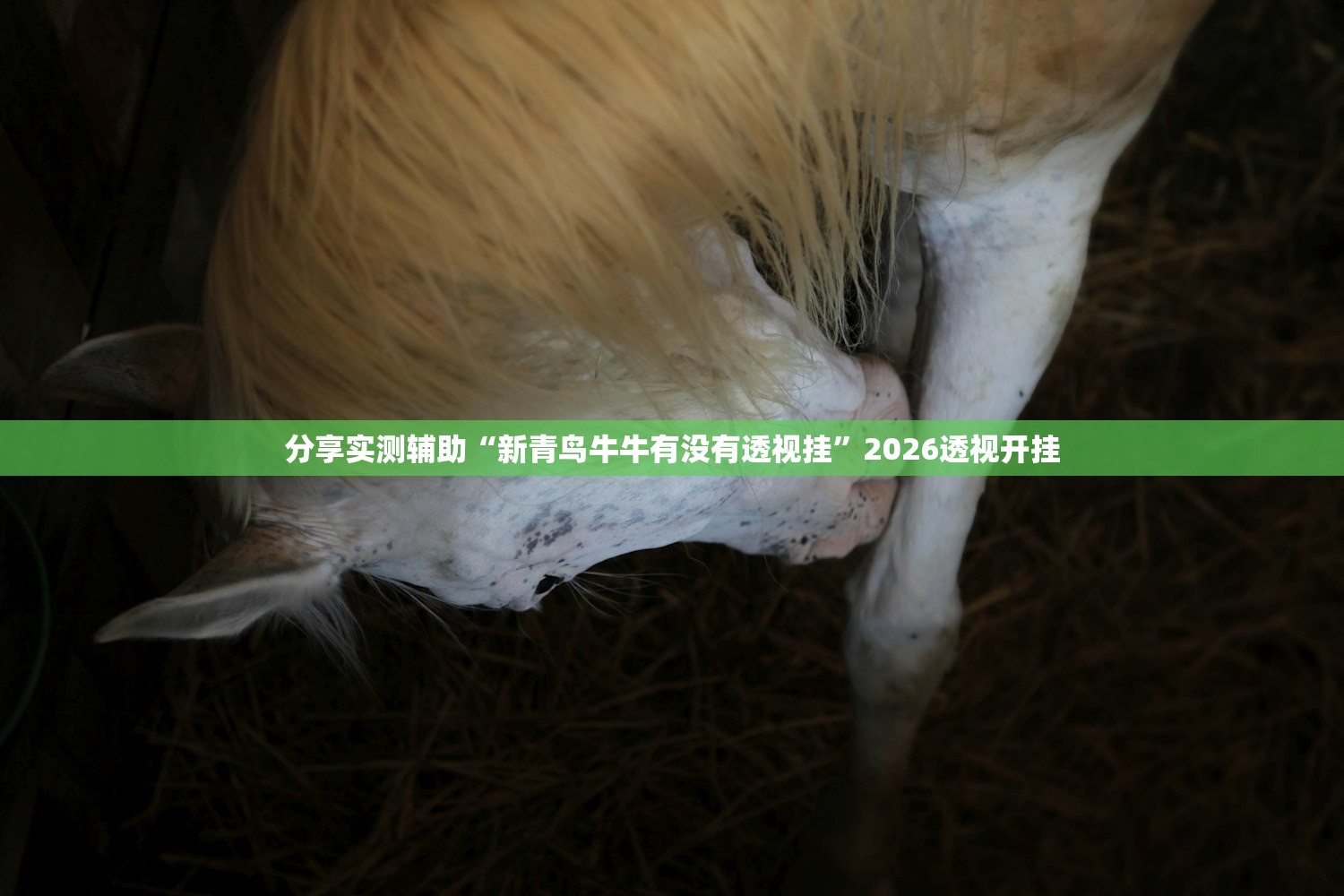 软件分享“牌友联盟开挂教程”开挂(透视)辅助教程