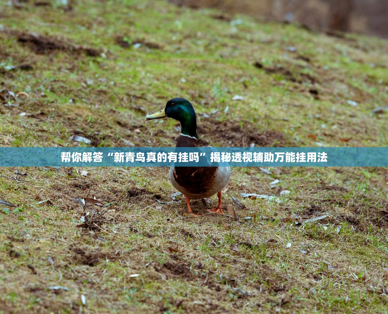 帮你解答“新青鸟真的有挂吗”揭秘透视辅助万能挂用法