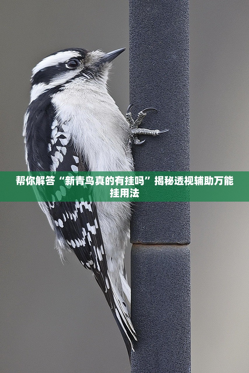 帮你解答“新青鸟真的有挂吗	”揭秘透视辅助万能挂用法