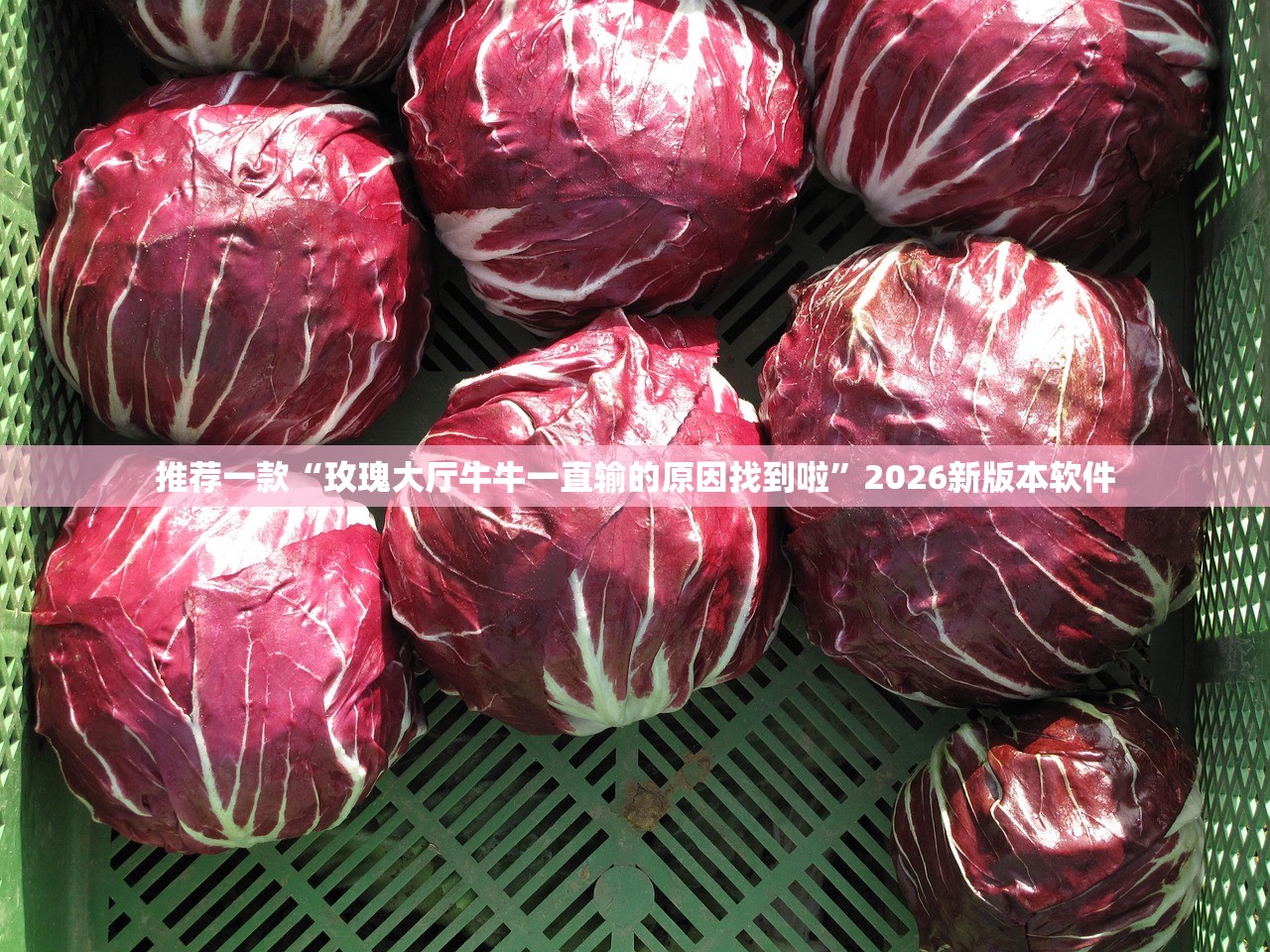 推荐一款“玫瑰大厅牛牛一直输的原因找到啦”2026新版本软件