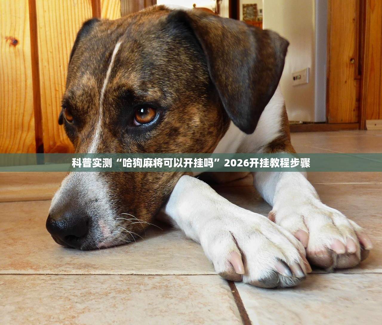 科普实测“哈狗麻将可以开挂吗”2026开挂教程步骤