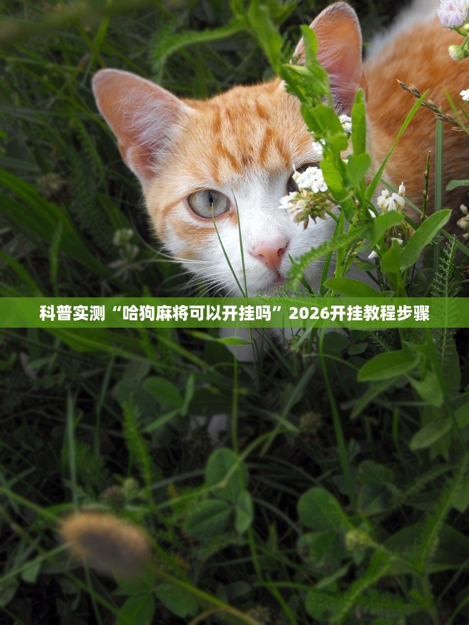 科普实测“哈狗麻将可以开挂吗”2026开挂教程步骤