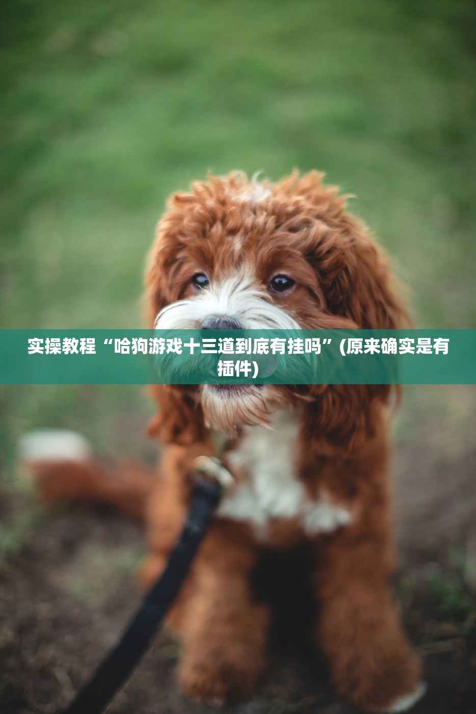 实操教程“哈狗游戏十三道到底有挂吗”(原来确实是有插件)