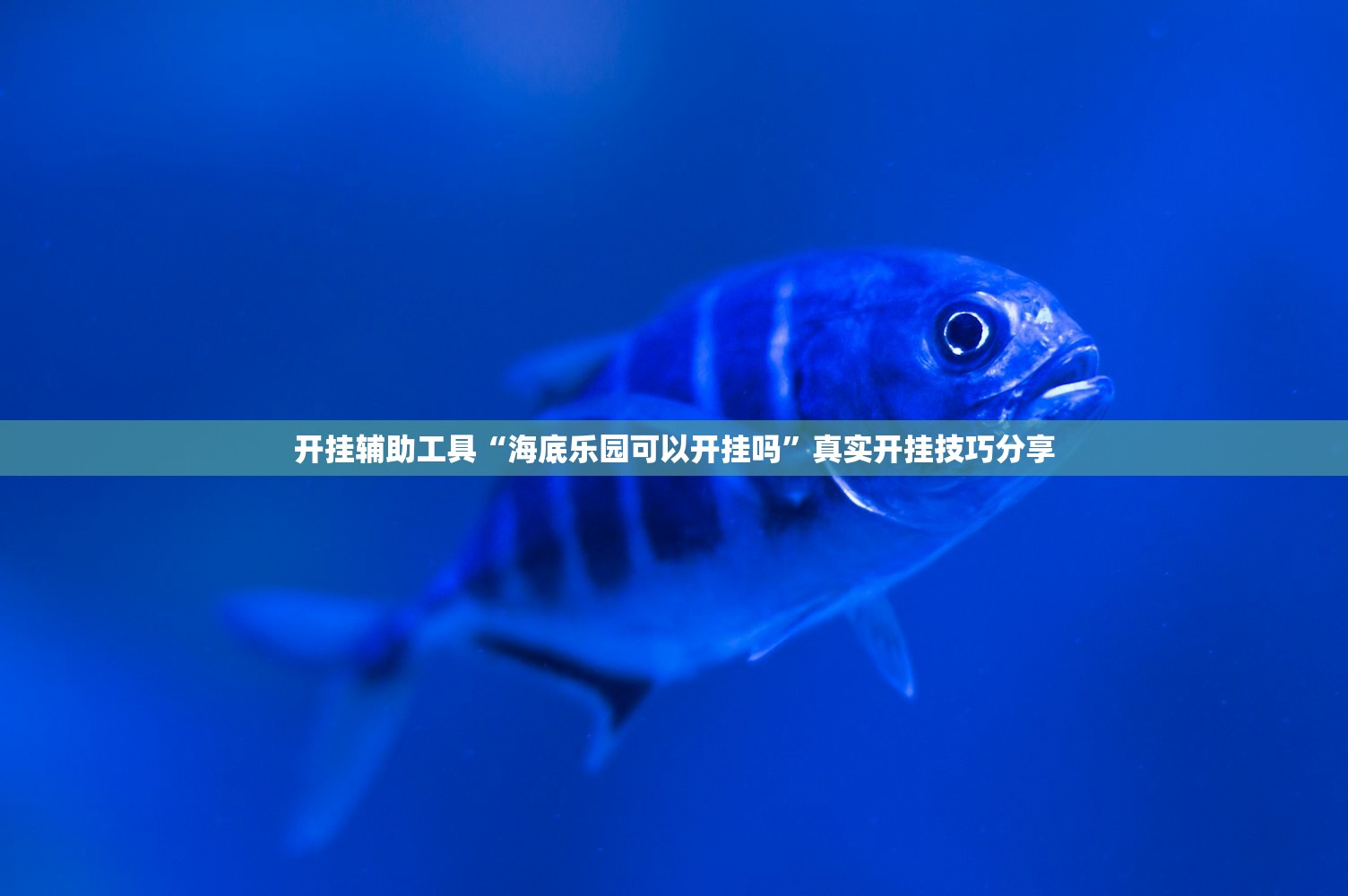 开挂辅助工具“海底乐园可以开挂吗”真实开挂技巧分享