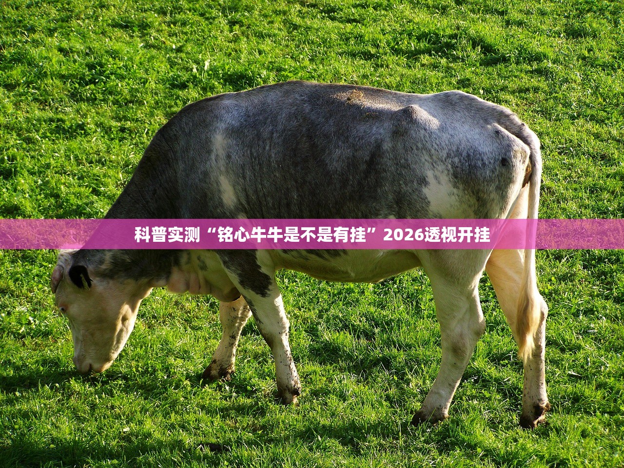 科普实测“铭心牛牛是不是有挂	”2026透视开挂