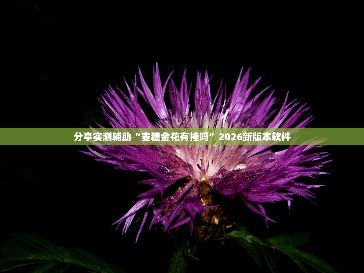 分享实测辅助“麦穗金花有挂吗	”2026新版本软件