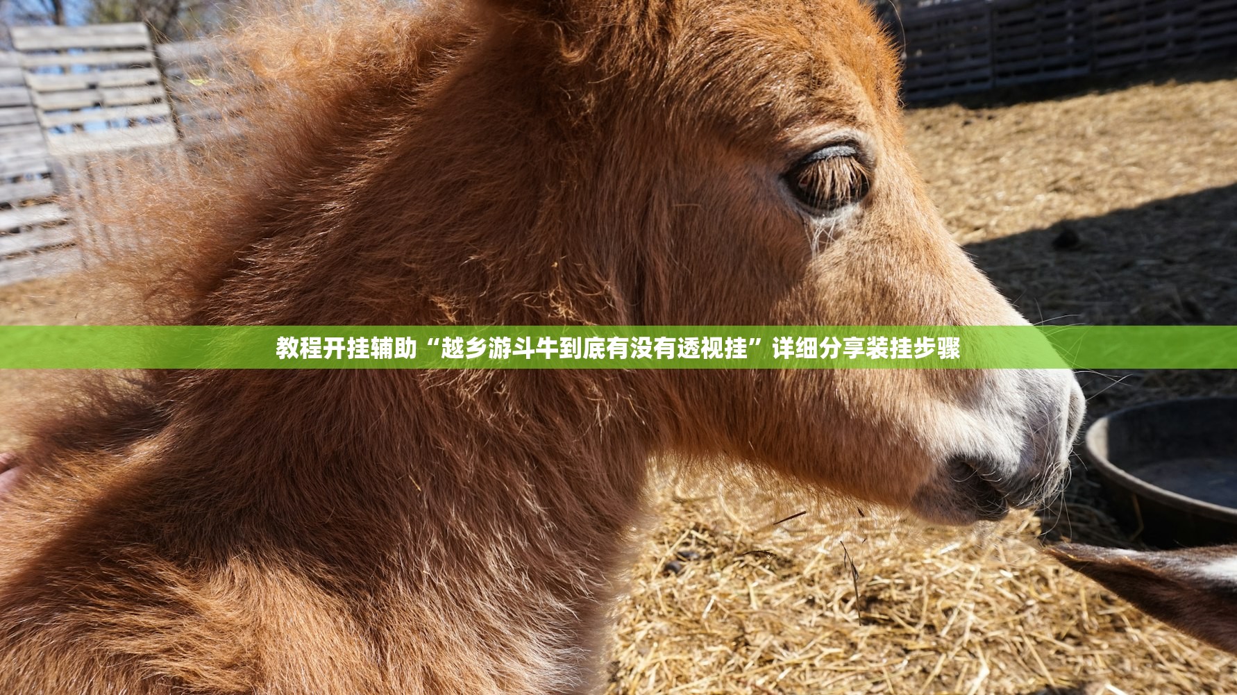 教程开挂辅助“越乡游斗牛到底有没有透视挂”详细分享装挂步骤