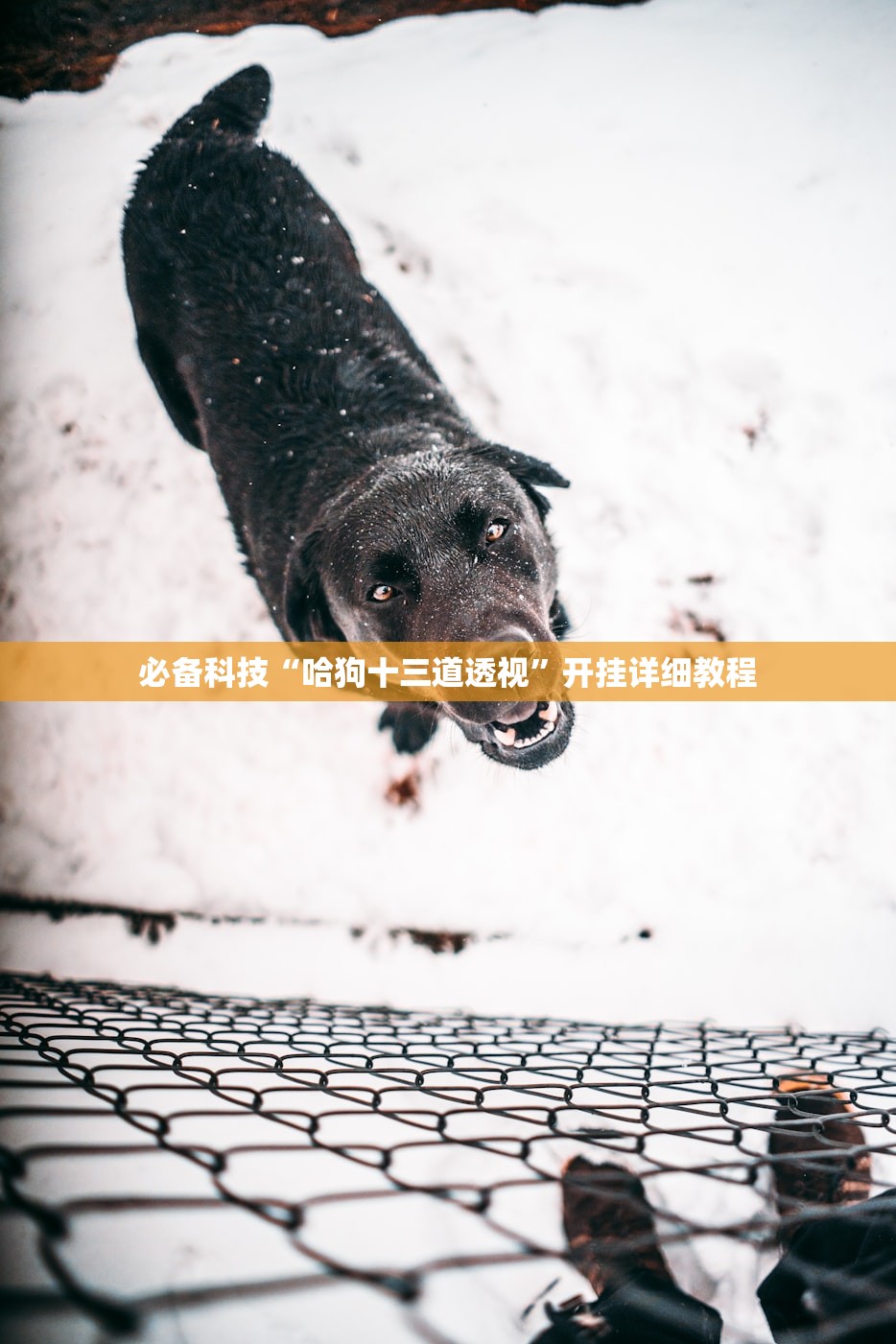 必备科技“哈狗十三道透视”开挂详细教程