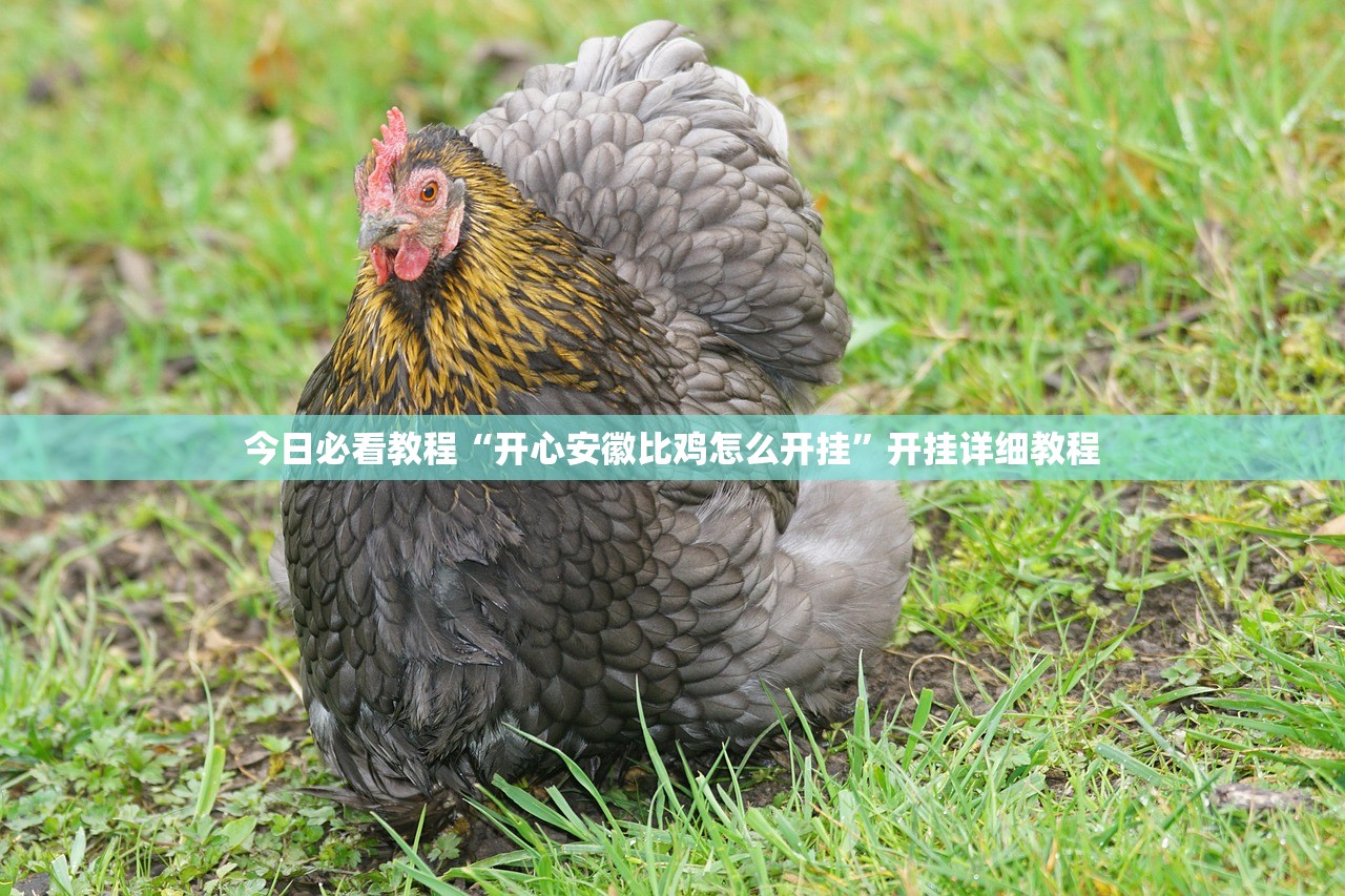 今日必看教程“开心安徽比鸡怎么开挂”开挂详细教程