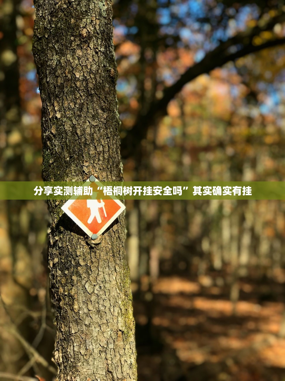 分享实测辅助“梧桐树开挂安全吗”其实确实有挂