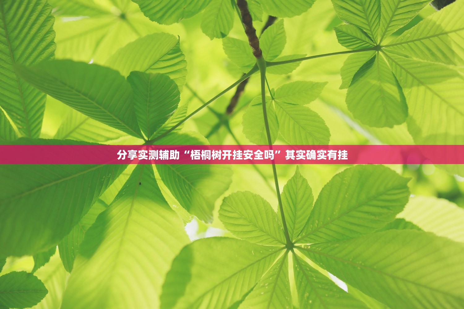 分享实测辅助“梧桐树开挂安全吗”其实确实有挂