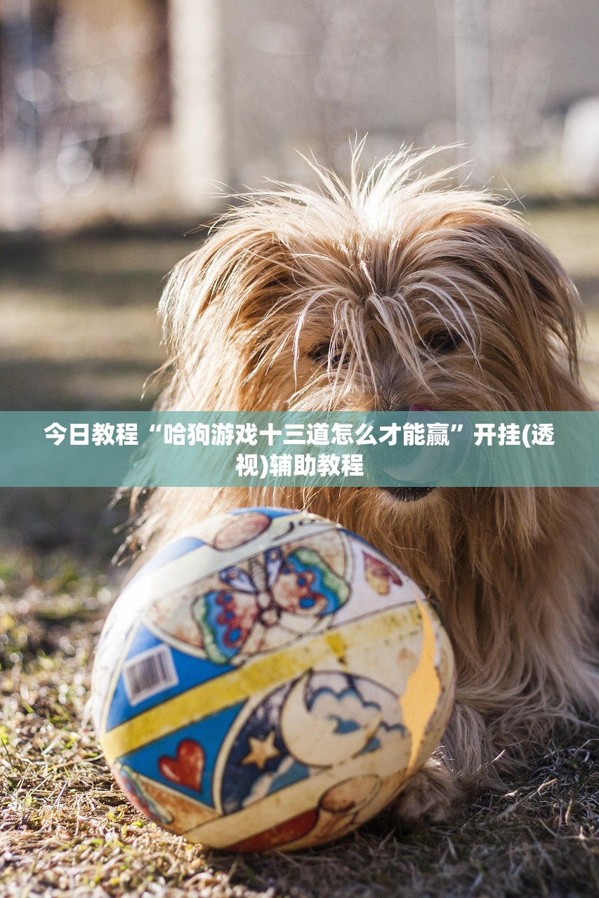 今日教程“哈狗游戏十三道怎么才能赢”开挂(透视)辅助教程