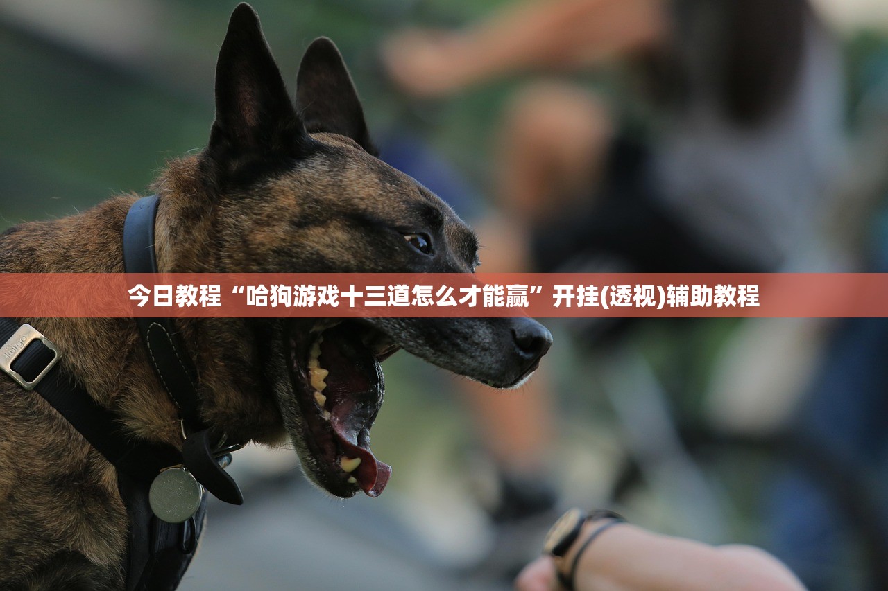 今日教程“哈狗游戏十三道怎么才能赢”开挂(透视)辅助教程