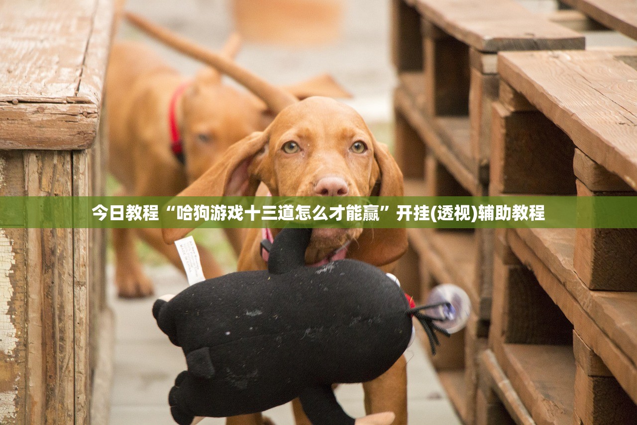 今日教程“哈狗游戏十三道怎么才能赢”开挂(透视)辅助教程