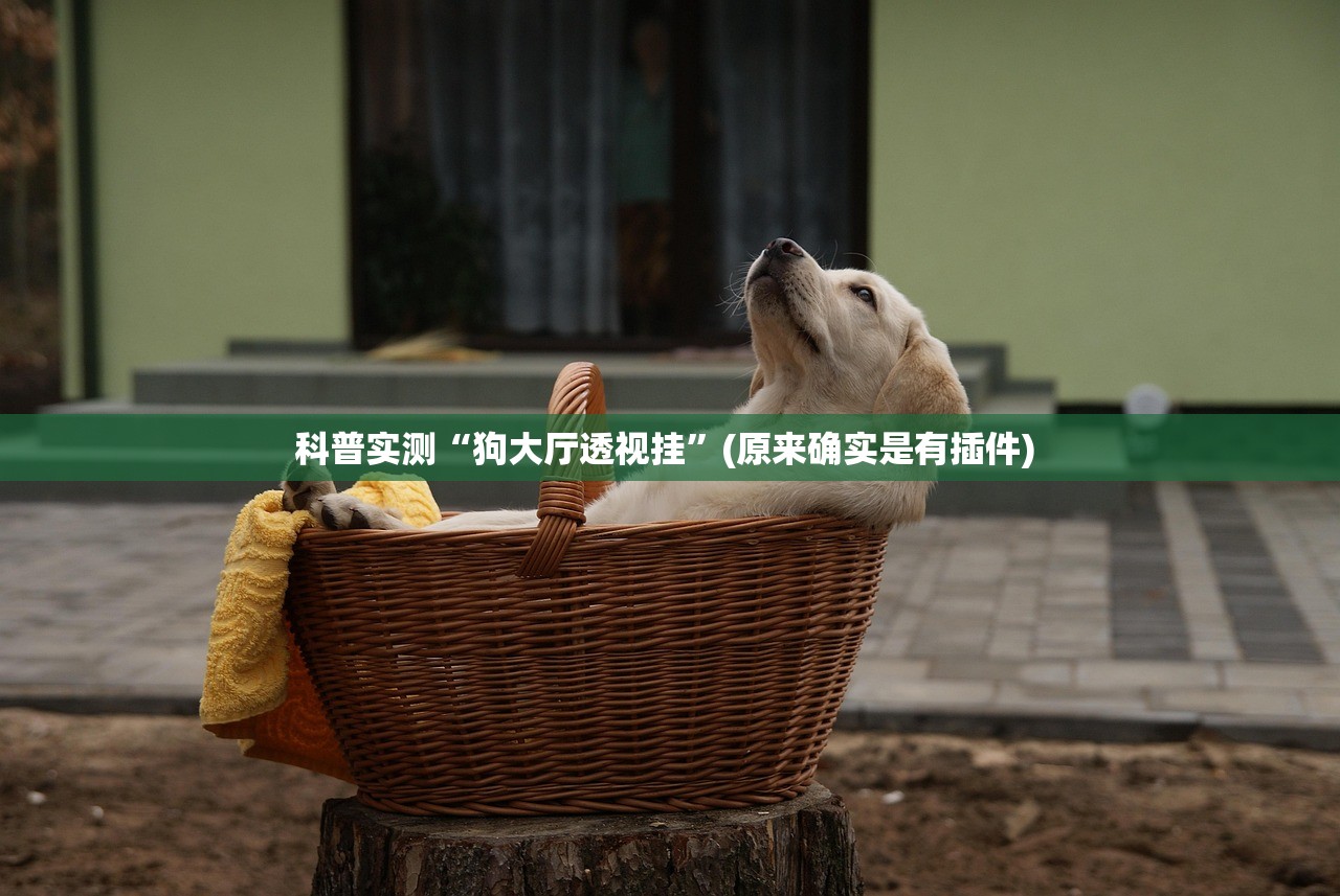 科普实测“狗大厅透视挂”(原来确实是有插件) 