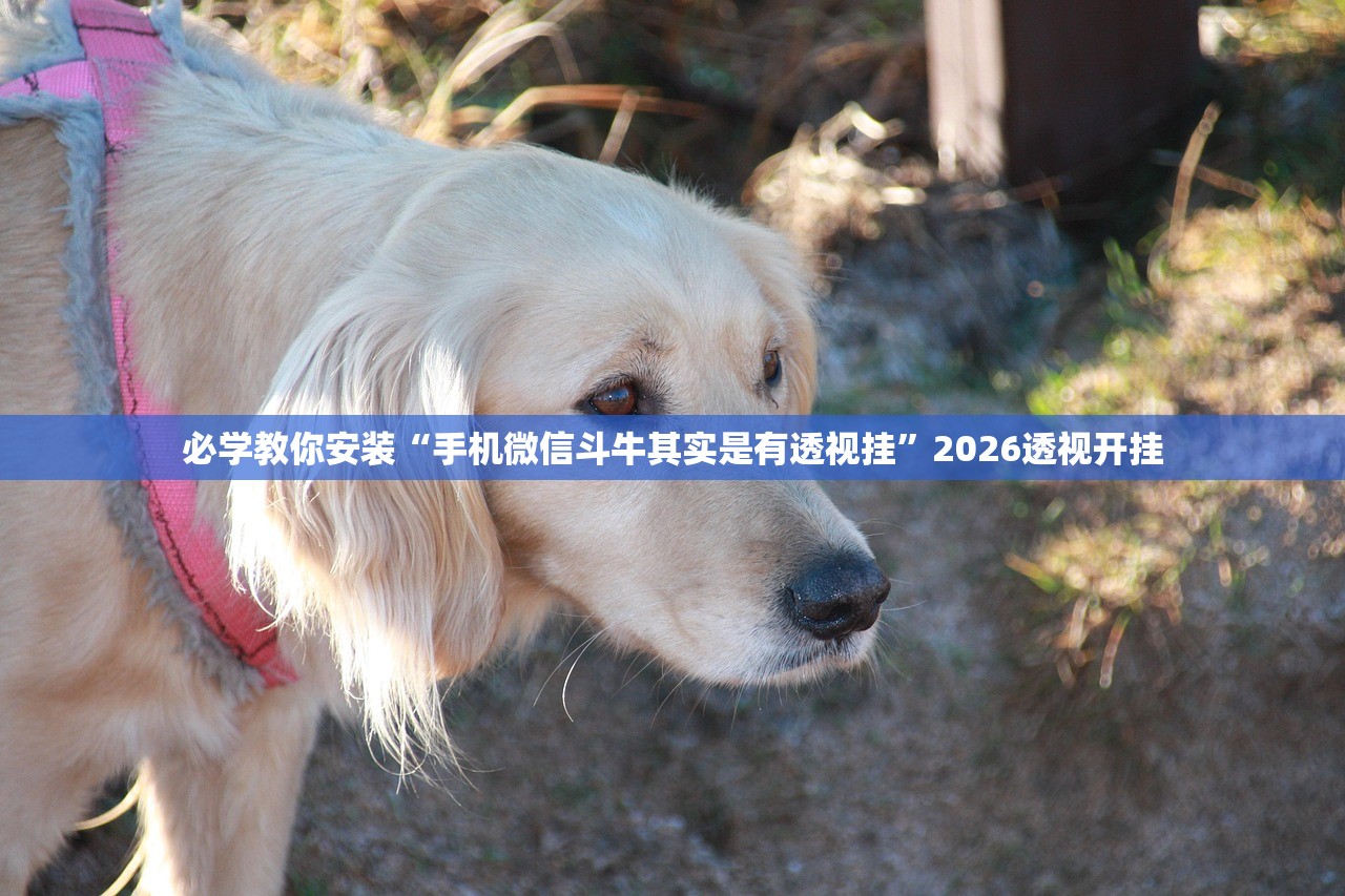 必学教你安装“手机微信斗牛其实是有透视挂”2026透视开挂
