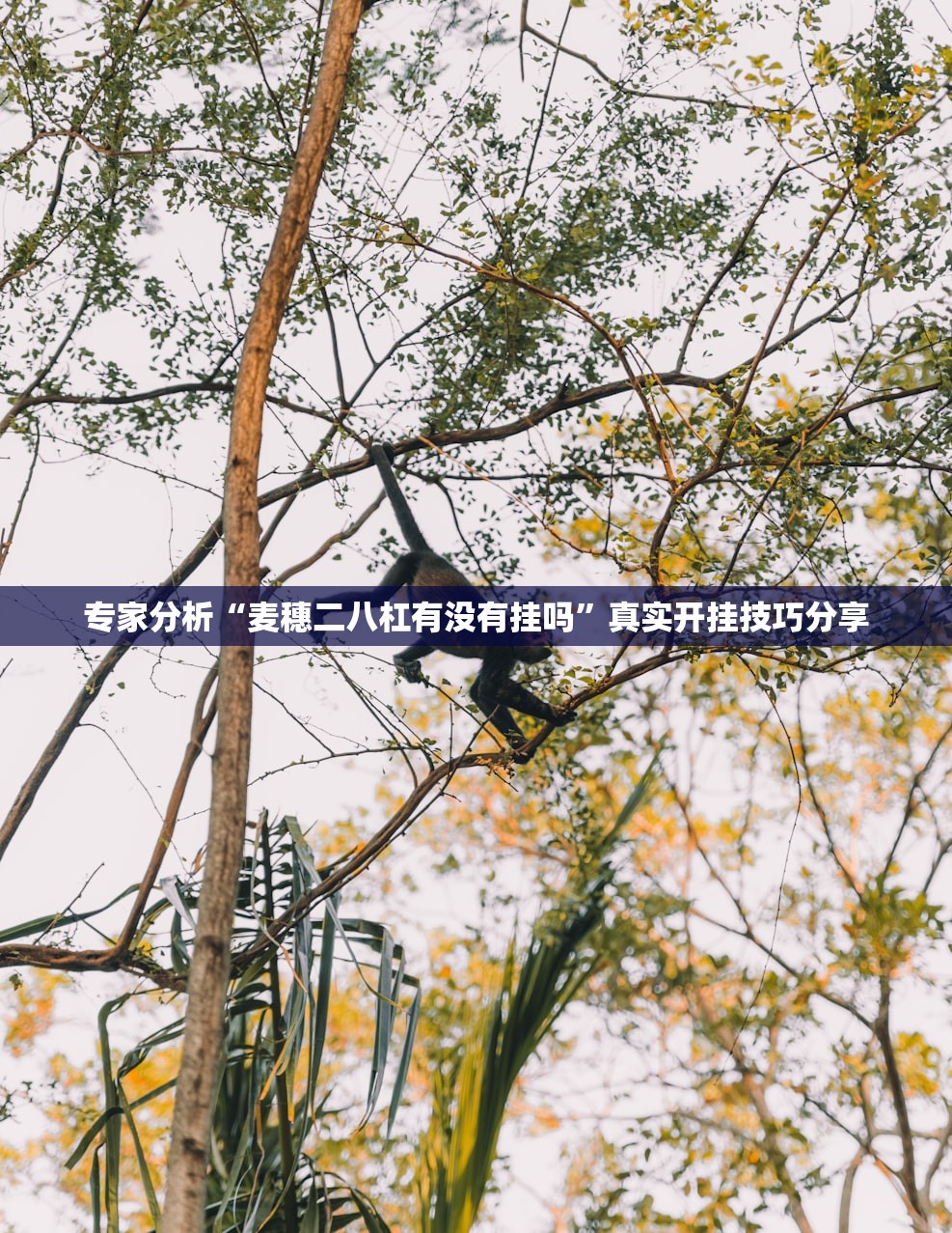 专家分析“麦穗二八杠有没有挂吗”真实开挂技巧分享