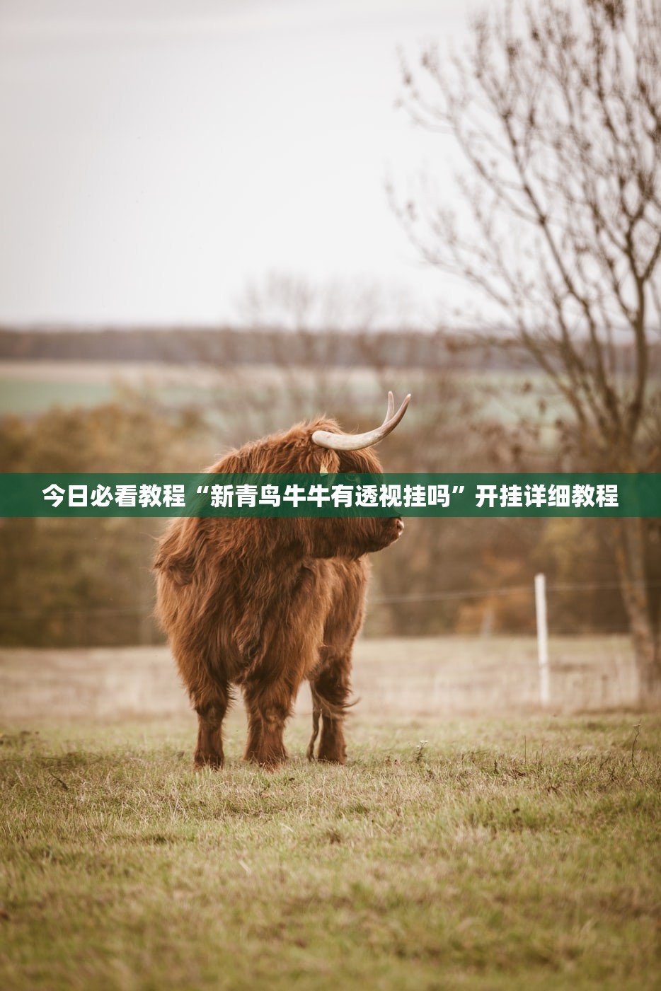 今日必看教程“新青鸟牛牛有透视挂吗”开挂详细教程