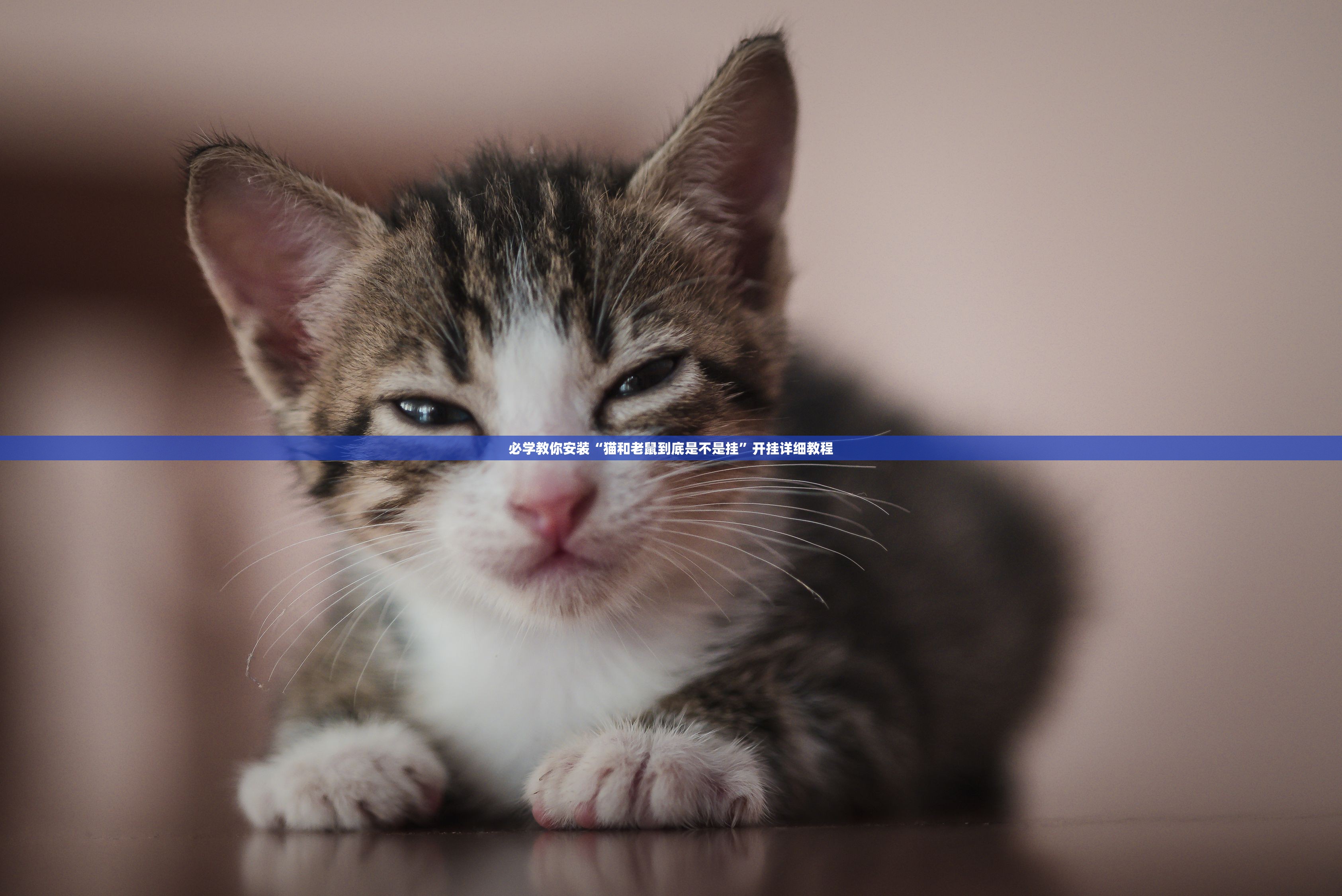 必学教你安装“猫和老鼠到底是不是挂”开挂详细教程