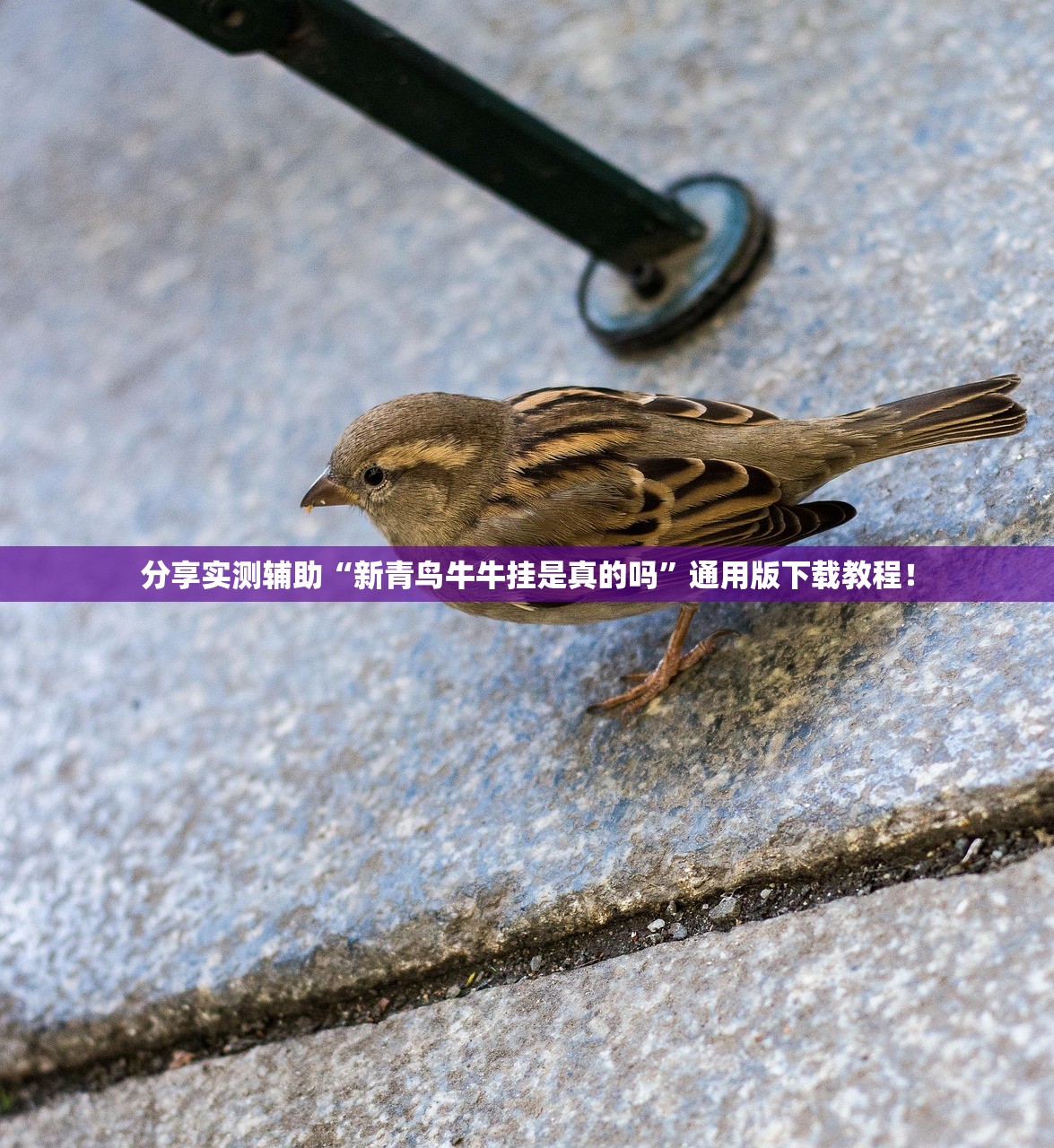 分享实测辅助“新青鸟牛牛挂是真的吗”通用版下载教程！
