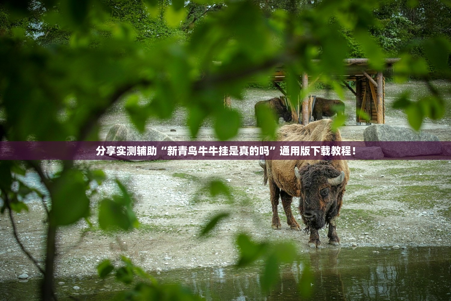 分享实测辅助“新青鸟牛牛挂是真的吗	”通用版下载教程！