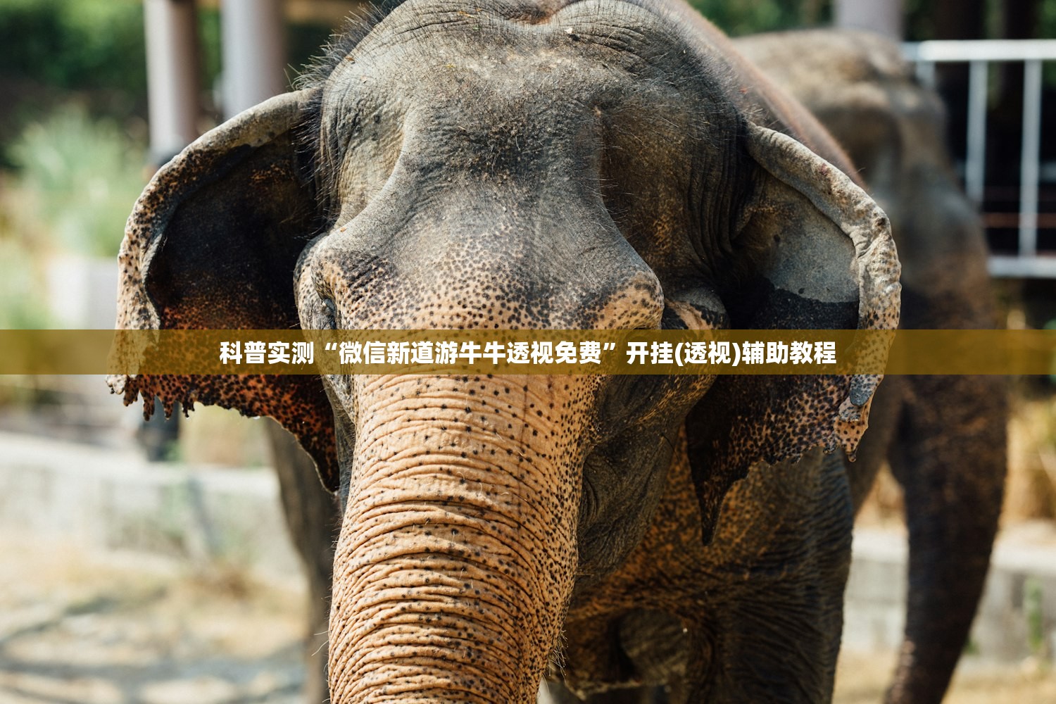 科普实测“微信新道游牛牛透视免费”开挂(透视)辅助教程
