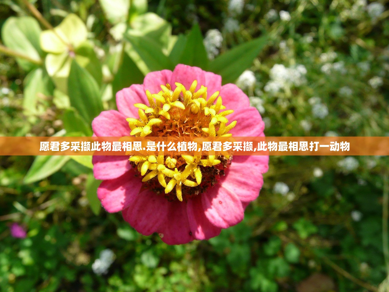 玩家必搜“珊瑚互娱能不能开透视挂”2026透视开挂