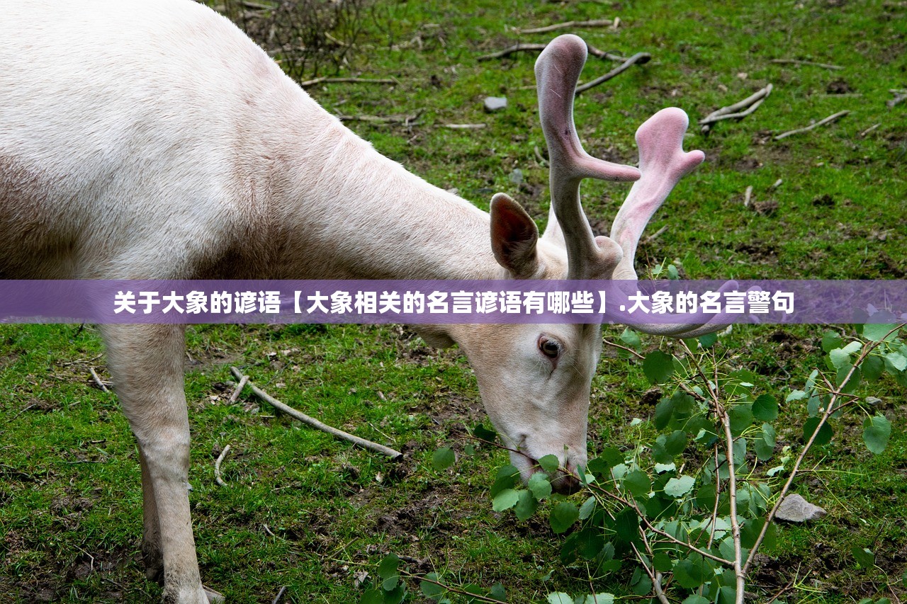 教程辅助！“轩辕大厅有人开挂吗”(原来确实是有插件)