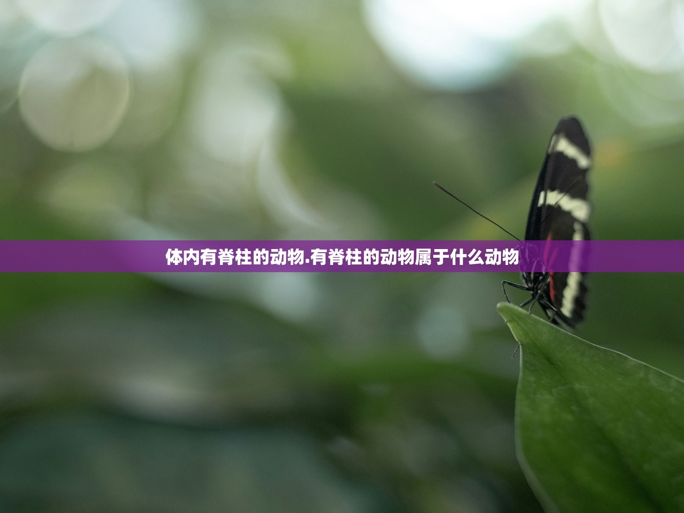 体内有脊柱的动物.有脊柱的动物属于什么动物