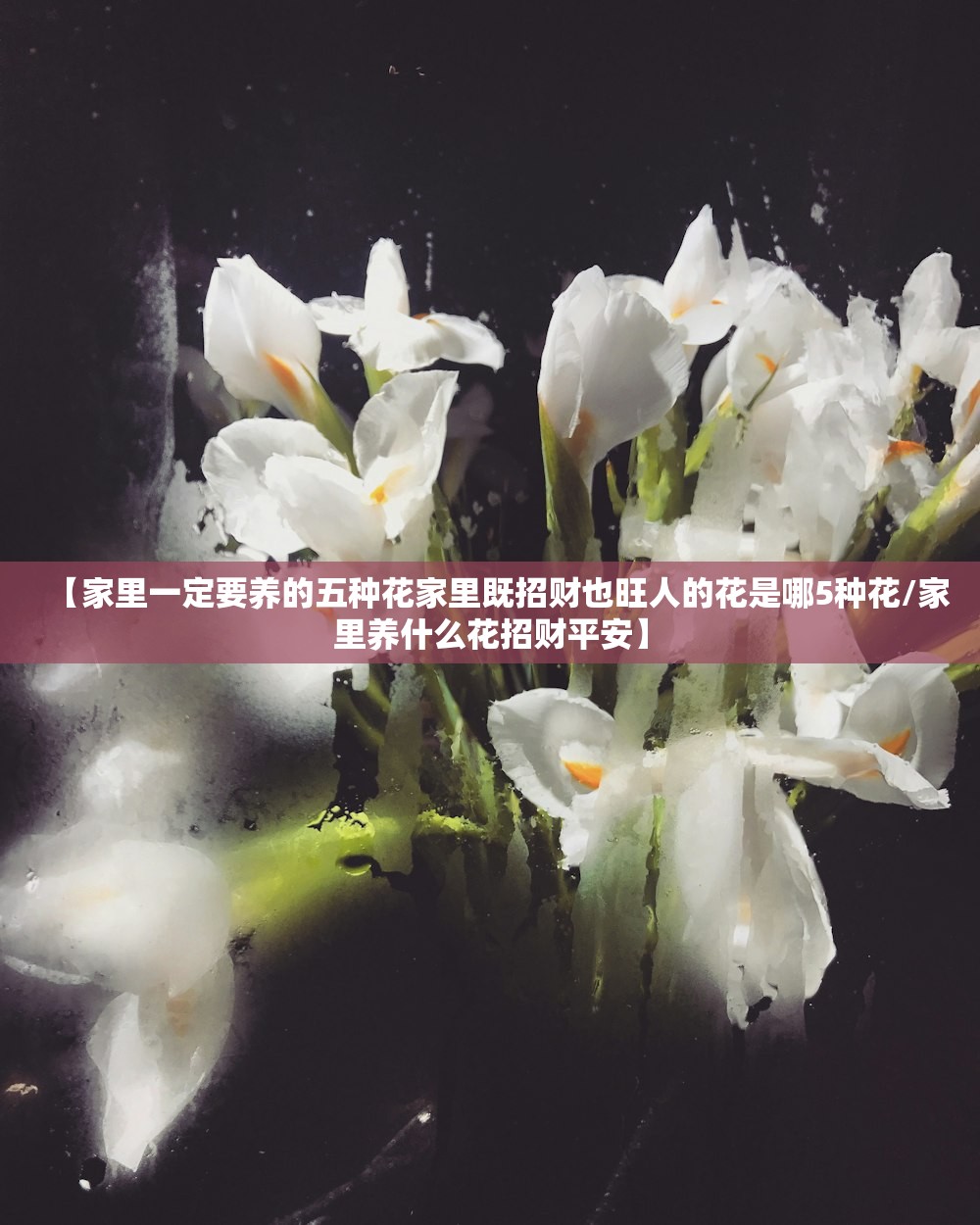 【家里一定要养的五种花家里既招财也旺人的花是哪5种花/家里养什么花招财平安】