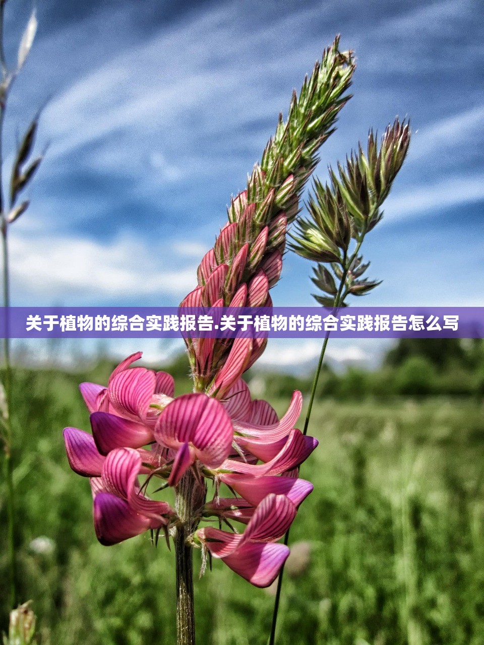 关于植物的综合实践报告.关于植物的综合实践报告怎么写