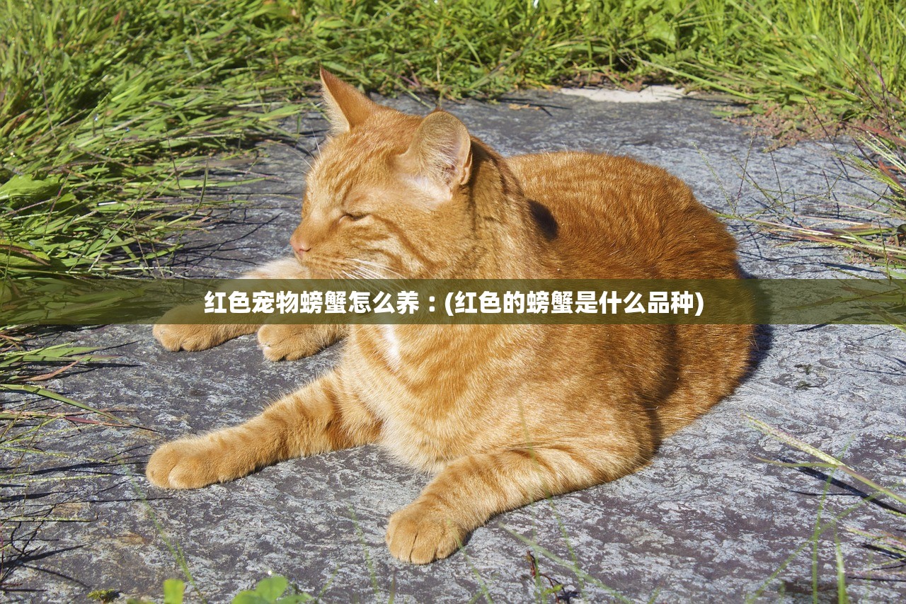 红色宠物螃蟹怎么养︰(红色的螃蟹是什么品种)