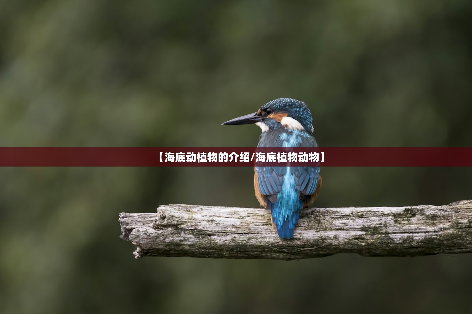 【海底动植物的介绍/海底植物动物】