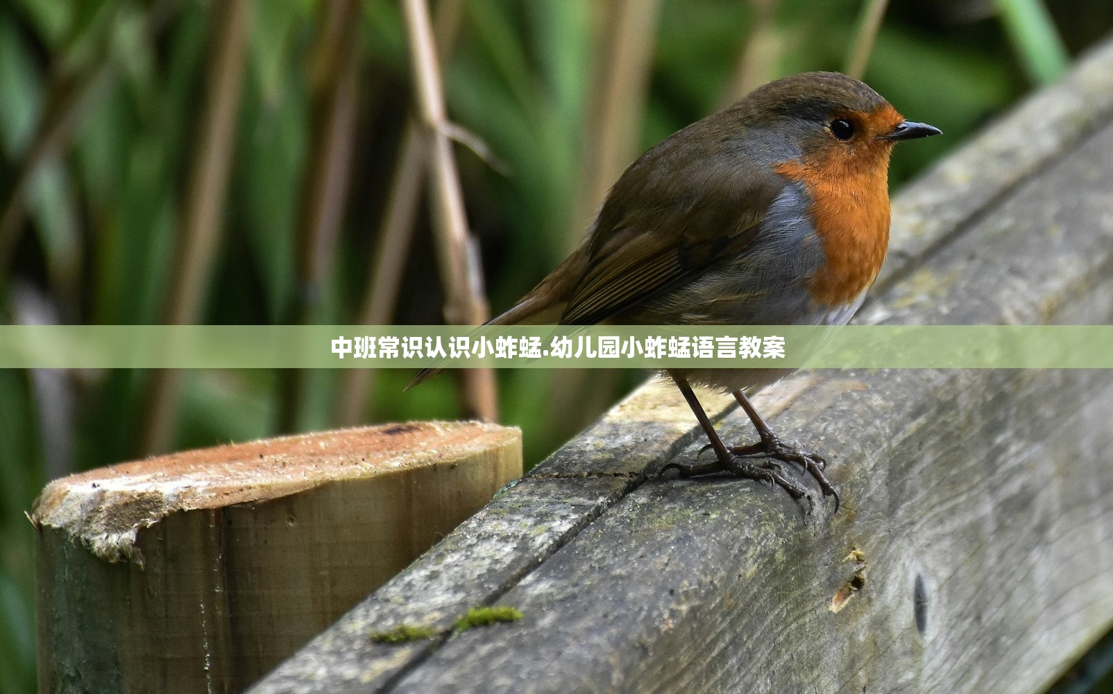 中班常识认识小蚱蜢.幼儿园小蚱蜢语言教案 中班常识认识小蚱蜢.幼儿园小蚱蜢语言教案