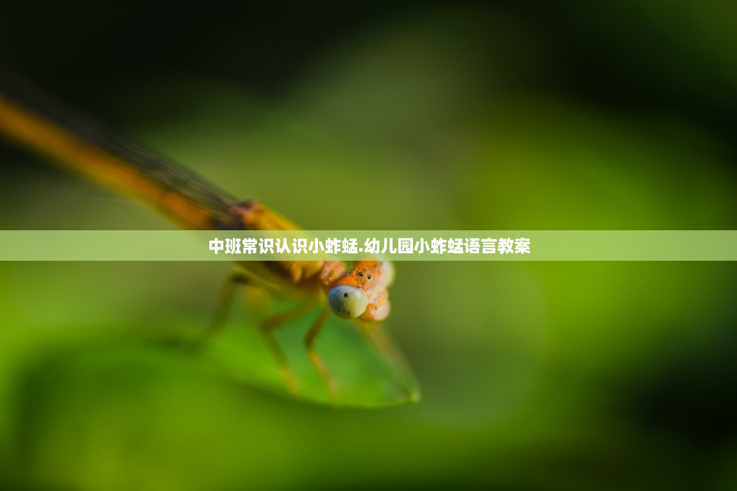 中班常识认识小蚱蜢.幼儿园小蚱蜢语言教案 中班常识认识小蚱蜢.幼儿园小蚱蜢语言教案