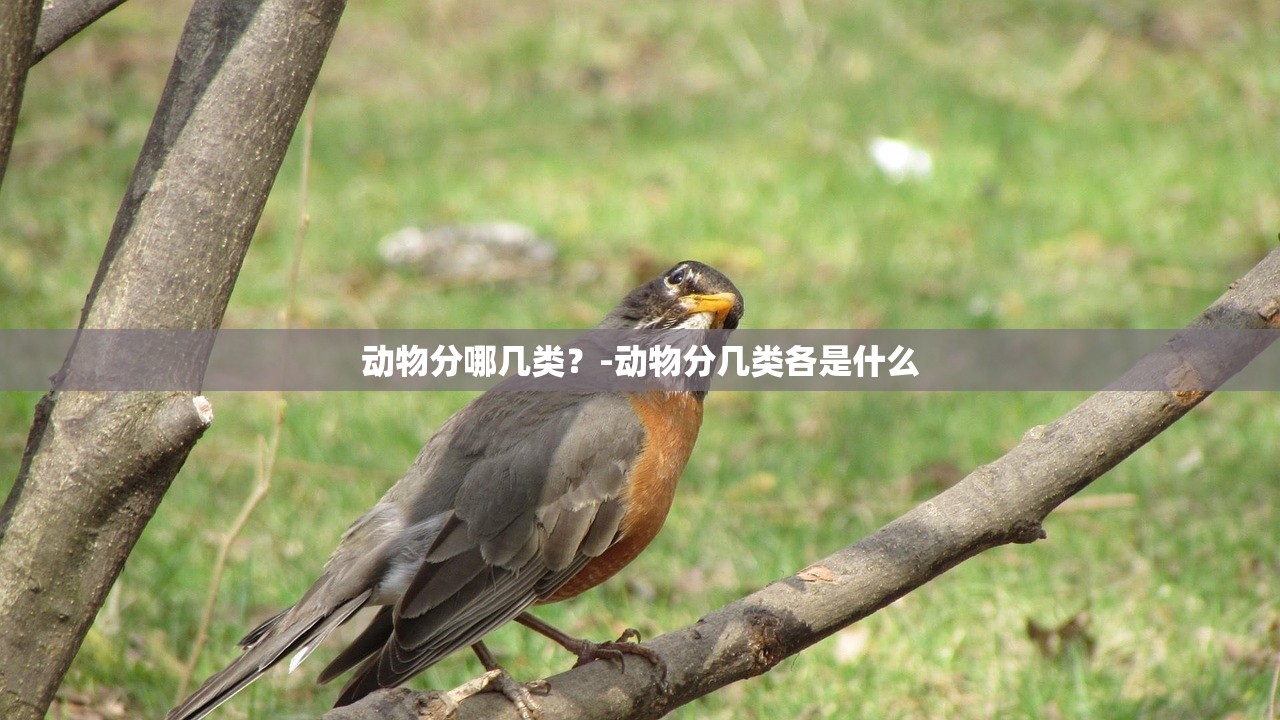 动物分哪几类？-动物分几类各是什么